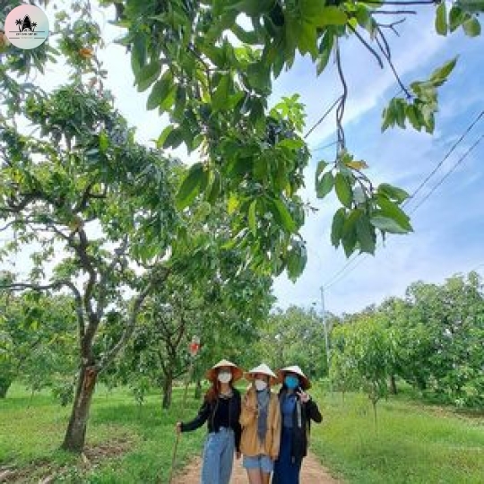 Tham Quan Vườn Trái Cây (Táo,Xoài)